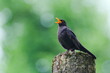 © czjonyyy - Eurasian blackbird aka The common blackbird or Turdus merula close-up portrait. Singing with open beak. Funny animal photo. Copy space.