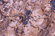 © ADDICTIVE STOCK - Textured rock surface with natural erosion patterns
