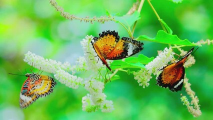 Wall Mural - The butterflies in the clip appear to be from the genus Cethosia commonly known as Lacewing butterflies. Their vibrant orange and black patterns with white markings are distin butterfly on flower