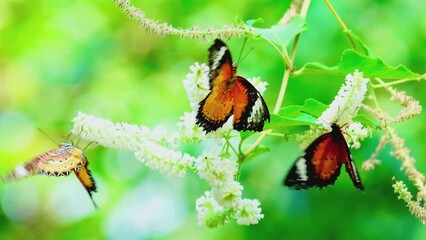 Poster - The butterflies in the clip appear to be from the genus Cethosia commonly known as Lacewing butterflies. Their vibrant orange and black patterns with white markings are distin butterfly on flower