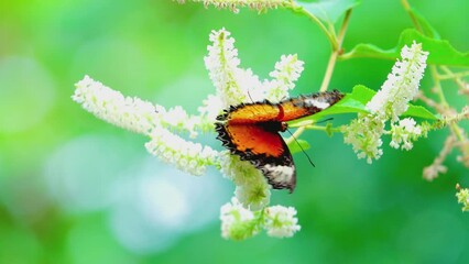 Wall Mural - The butterflies in the clip appear to be from the genus Cethosia commonly known as Lacewing butterflies. Their vibrant orange and black patterns with white markings are distin butterfly on flower