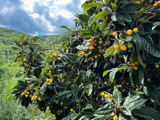 Loquats fruits on the tree in the garden. Close-up.   Spain.