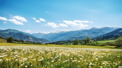 Wall Mural - meadow with flowers