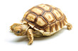 © Thaisucculents - Baby Sulcata Tortoises walking isolated white background