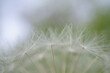 © Станислав  - White dandelion seeds in close-up. Natural background.