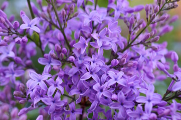 Poster - A bouquet of blooming lilacs. Beautiful purple petals. Natural background.