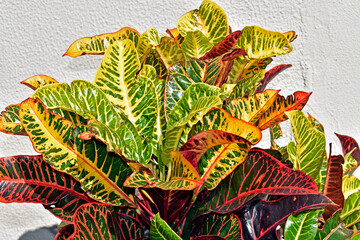 Wall Mural - Fire croton or garden croton plant (Codiaeum variegatum)