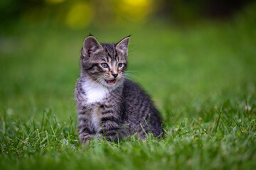 Wall Mural - Cute tabby kitten outside in the grass