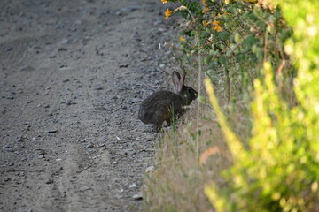 Canvas Print - rabbit in the grass