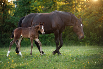 Wall Mural - beautiful mare and her foal walking on a summer field