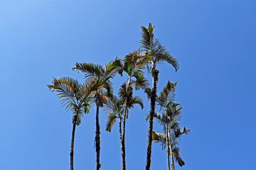 Wall Mural - Palm trees and blue sky in Rio de Janeiro, Brazil