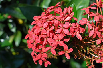 Wall Mural - Jungle geranium or flame of the woods (Ixora coccinea)