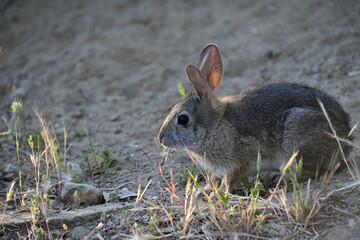 Poster - rabbit in the grass