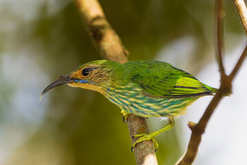 Wall Mural - purple honeycreeper