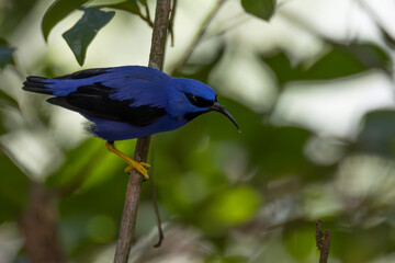 Wall Mural - purple honeycreeper
