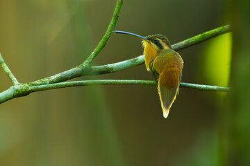 Wall Mural - hummingbird on a branch