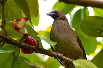 Wall Mural - buff-browed chachalaca