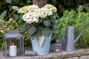 Wall Mural - Garten-Arrangement mit weißer Bauernhortensie Hydrangea macrophylla im vintage Emaille-Eimer und Zinklaternen