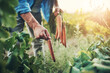 © Lyndon/peopleimages.com - Hands, nature and man farmer with carrots for agriculture, sustainable and agro harvest growth. Environment, field and male person with organic, fresh and nutrition vegetable in outdoor countryside.