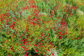 Wall Mural - aerial view of blooming Red poppies in a wild green field.