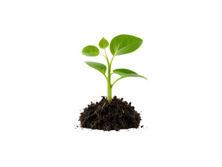 young plant sprout growing from soil isolated on white or transparent png background.