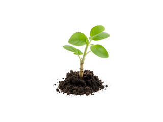 young plant sprout growing from soil isolated on white or transparent png background.