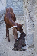 Mother goat with newborn baby, farm animal domestic pet