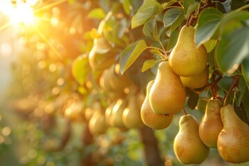 Wall Mural - stunningly beautiful garden with pear trees at dawn in the golden hour. abundance of ripe large fruits on the branches. yellow pears. harvesting.