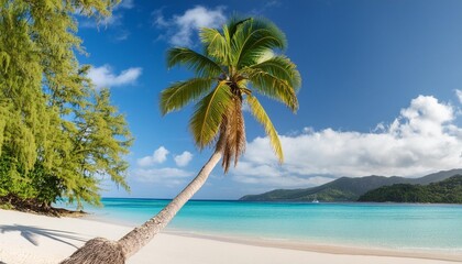 Wall Mural - palm tree on a tropical beach in the south seas