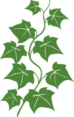 Illustrated Green Ivy Vine - Nature's Growth and Vitality