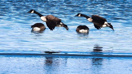 Canvas Print - New Zealand