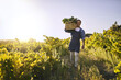 © Lyndon/peopleimages.com - Harvesting, farm and portrait of man with celery, natural produce and organic food in countryside field. Sustainability, agribusiness and farmer with box for eco farming, gardening and agriculture