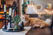 © Ianina - ginger cat laying down on a dark table with glittering lights background