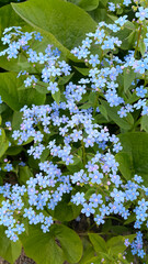 Wall Mural - beautiful blue flowers of forget-me-not
