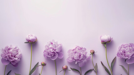 Wall Mural - A minimalist design of a lilac purple peony floral border on a pastel lilac background