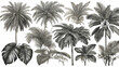 © JohnTheArtist - An intricate greyscale artistic representation of various palm species, highlighting the diversity and elegance of these tropical plants