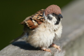 Poster - eurasian tree sparrow in a field