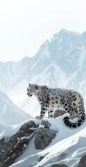 Canvas Print - Snow leopard in the mountains. Copy space