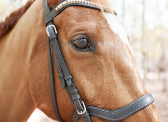 Poster - Horse, forest and profile of animal in nature for travel, adventure and summer in countryside. Eyes, stallion and pet with trees, mountain and woods in Canada for riding and sunshine on trail