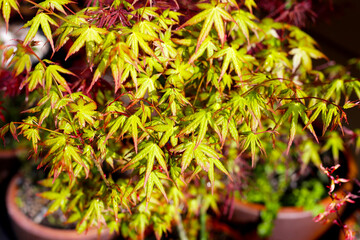 Canvas Print - Japanese maple tree, beautiful leaves