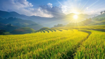Wall Mural - Rice fields with ripe golden rice under the morning sun