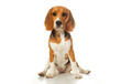 © Pedro - Adorable beagle dog sitting on a white background. The beagle's attentive and friendly expression makes it a charming and photogenic subject. Ideal for pet-themed projects.