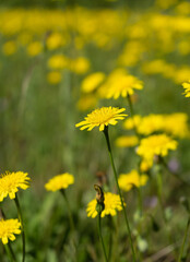 Wall Mural - Closeup of Hypochaeris radicata also known as false dandelion, catsear, flatweed. An introduced species, found here in California.