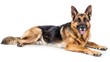 © Cambo27 - German Shepherd Guide full body clearly photo on white background ,