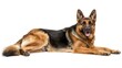 © Cambo27 - German Sheppit full body clearly photo on white background ,