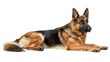 © Cambo27 - German Sheprador full body clearly photo on white background ,