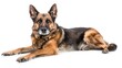 © Cambo27 - German Sheprador full body clearly photo on white background ,