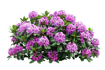 Beautiful blooming rhododendron bush with vibrant pink flowers, lush green leaves, and vibrant petals on a white background.