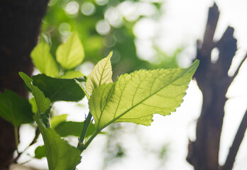 Wall Mural - leaves on the tree and bokeh background
