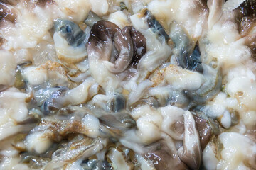 Wall Mural - View of the raw clams for shabu-shabu